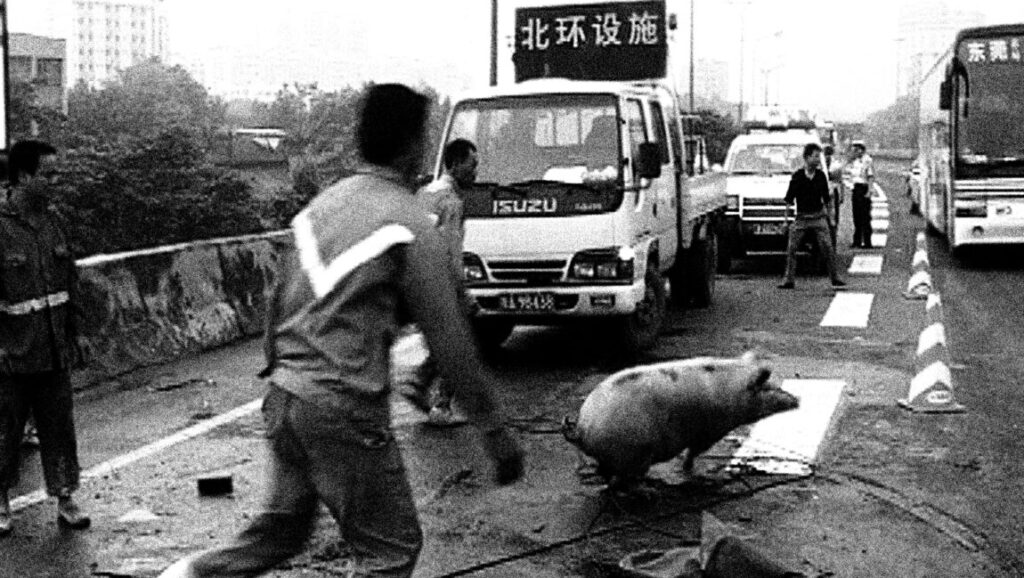 Black and white still from Disorder. A pig runs across a highway as a man throws something at it. Isuzu truck in the background.