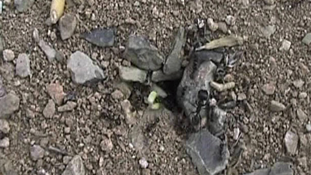 Still from Abbas Kiarostami's 10 on Ten with rocks, pebbles, and a small plant.