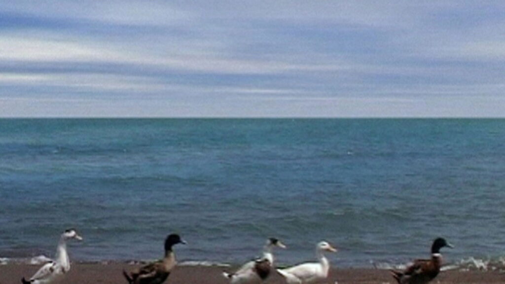 Five ducks on a beach, a still from Abbas Kiarostami's Five Dedicated to Ozu. Ocean and sky backdrop.
