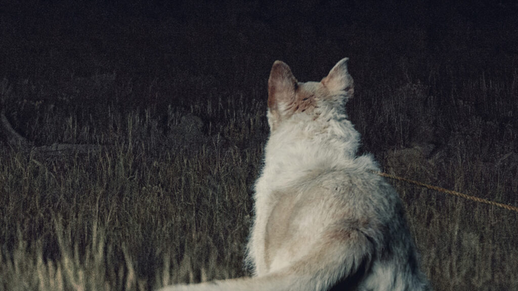 It Comes at Night summer blockbuster episode: Dog looks into the dark. #horror #movie #dog