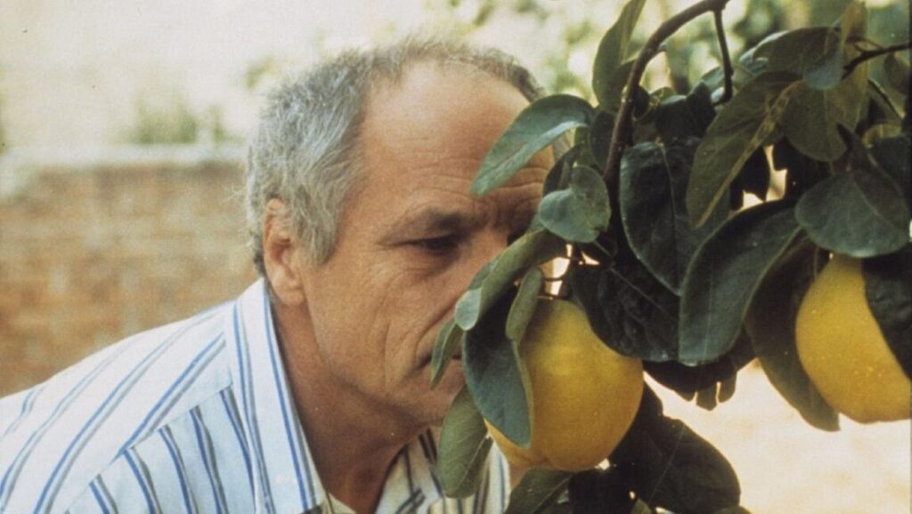Victor Erice, The Quince Tree Sun film still. Man looking at quince fruit on tree.