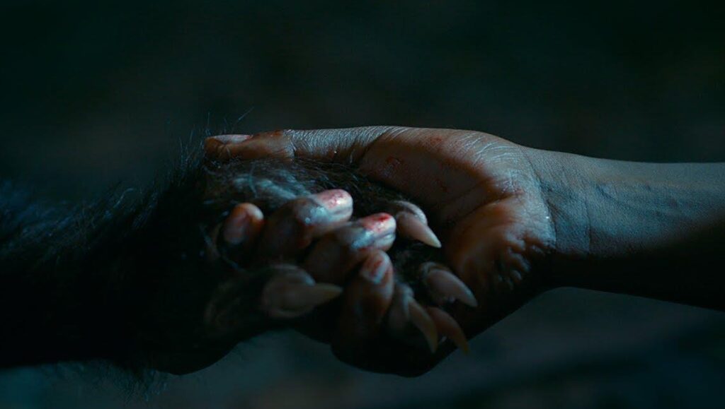 Good Manners | Juliana Rojas & Marco Dutra Close-up of a werewolf's paw and a human hand from Good Manners by Juliana Rojas & Marco Dutra. Horror film.