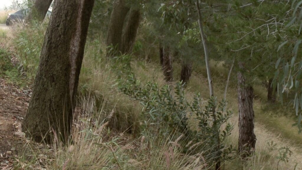 Maggie's Farm by James Benning: A wooded landscape with trees, tall grass, and a dirt path. Nature scene.