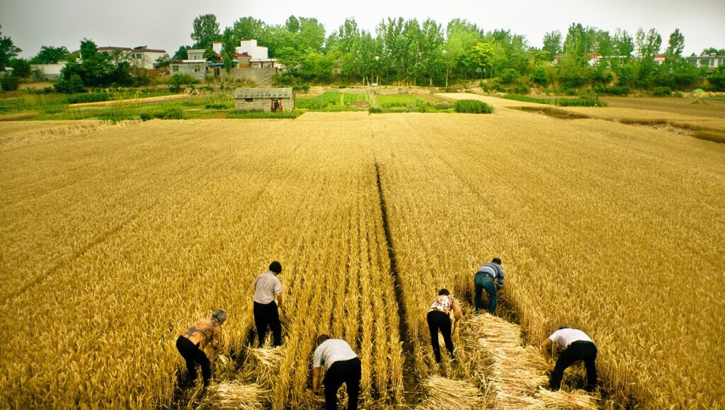 Swimming Out Till the Sea Turns Blue | Jia Zhangke Scene from Swimming Out Till the Sea Turns Blue: Farmers harvesting wheat in a golden field. Rural China landscape.
