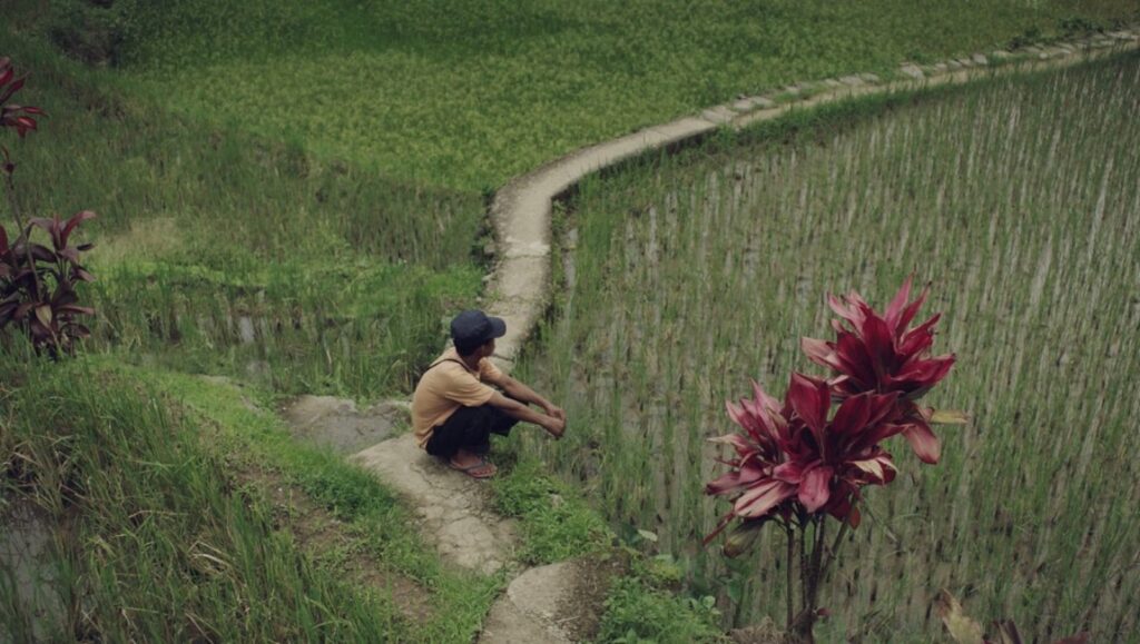 Alex Piperno's Window Boy: Boy sitting by rice paddy, path, and red flowers. Nature scene.