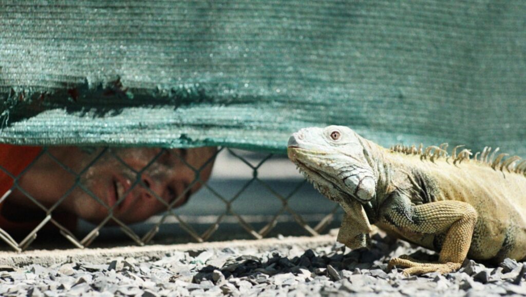 The Mauritanian movie still: Man behind fence with iguana. Kevin Macdonald film.