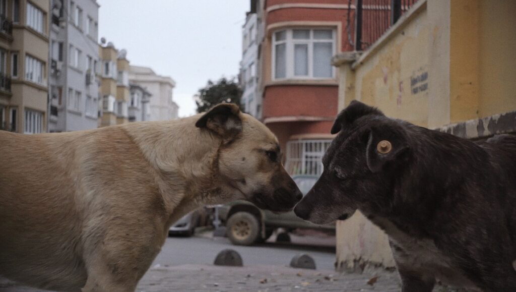 Two stray dogs face each other in Elizabeth Lo's Stray film. Urban setting, close-up.