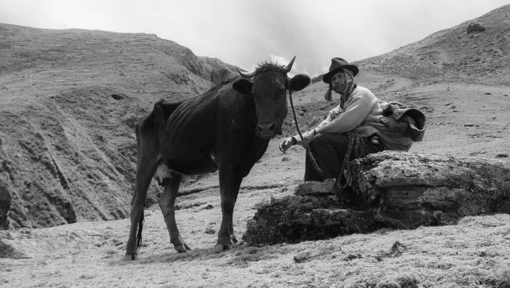 Samichay | Mauricio Franco Tosso Black and white scene from Samichay film. Indigenous man with cow in Andes mountains. Neighboring Scenes 2021.