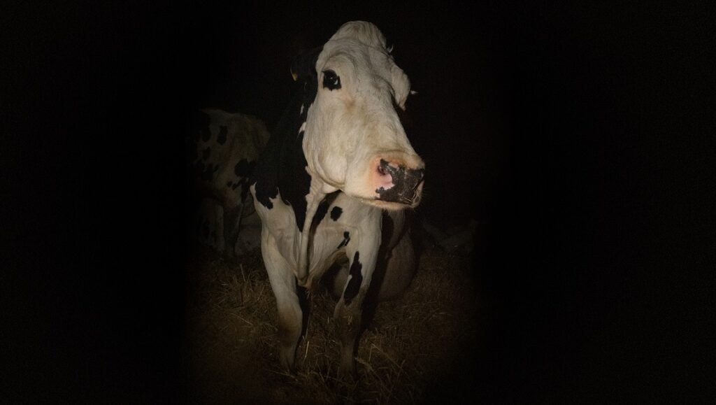 Cannes Film Festival 2021 — Dispatch 1: Cow, La Civil, Playground Cow film, Cannes Film Festival 2021. Close-up of a black and white cow in the dark.