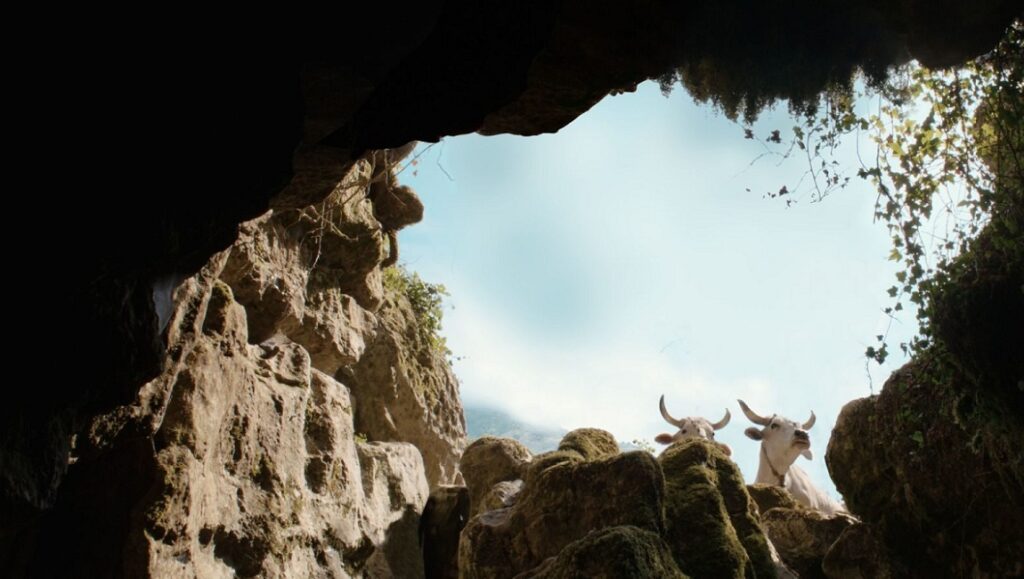 Cows in Il Buco at Venice Film Festival 2021. View from a cave, looking out at two white cows.