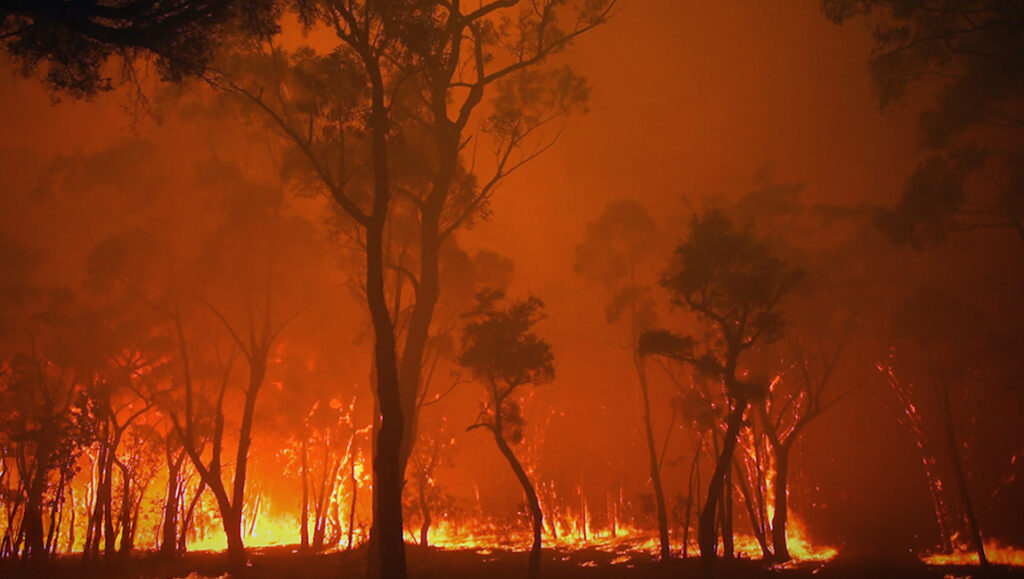 DOC NYC 2021 — Dispatch 3: Burning, Homeroom, Try Harder! Scene from Burning documentary. Trees engulfed in wildfire flames and smoke. DOC NYC 2021 film.