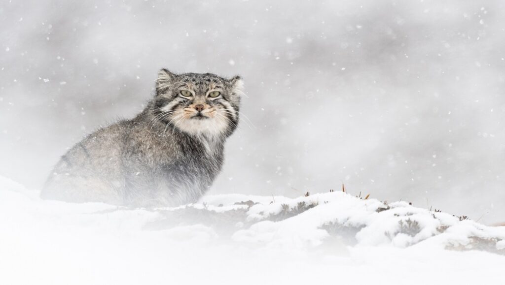 The Velvet Queen film: Pallas's cat in snow. Wild feline, wildlife photography, nature documentary.