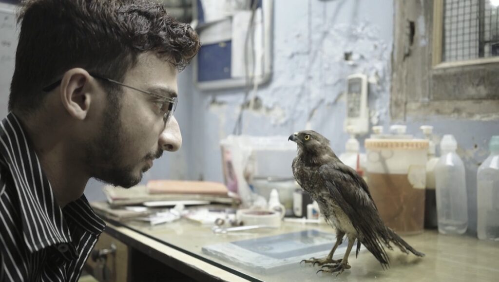 All That Breathes at Sundance: Man looks at bird. Documentary film still.