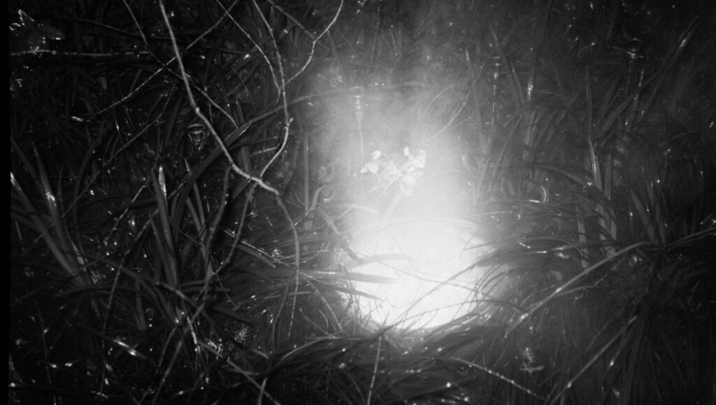 Jet Lag film still, Berlin Film Festival 2022. Black and white image of dense foliage with a bright, hazy light source in the center.