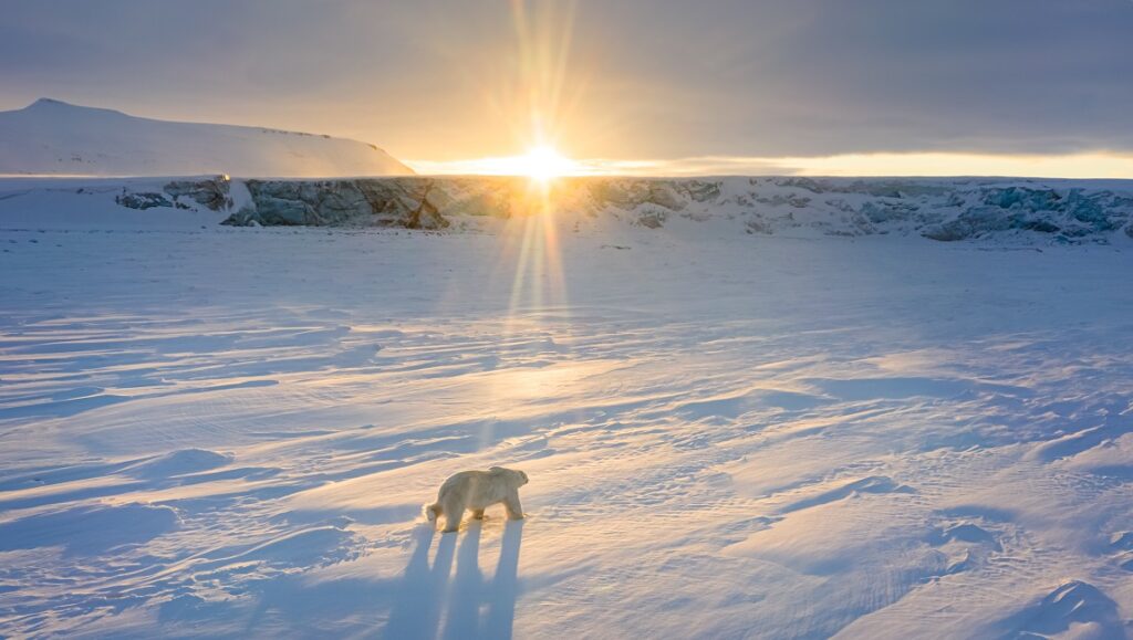 Polar Bear — Alastair Fothergill & Jeff Wilson Polar bear walking on snow at sunset. Arctic wildlife, nature photography.