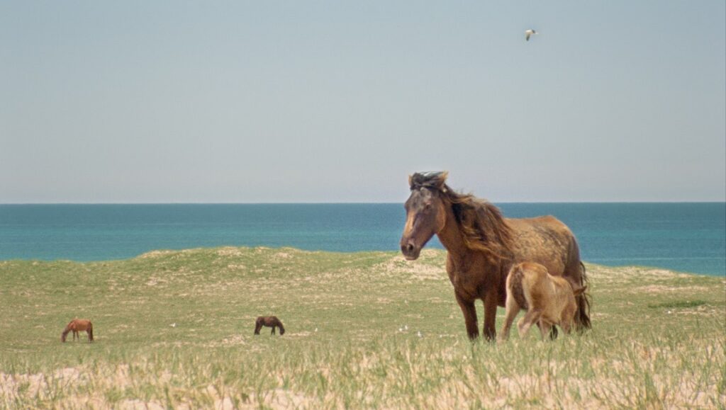 Art of the Real 2022 — Dispatch 2: Geographies of Solitude, Camouflage, The Plains Wild horses graze on the plains near the ocean in Geographies of Solitude film.
