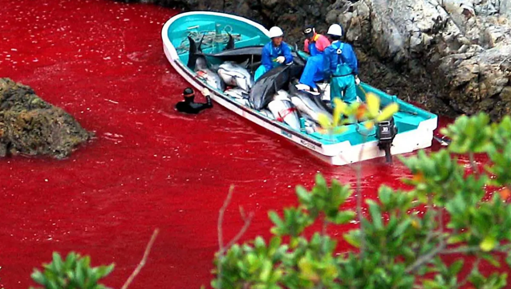 The Cove — Louie Psihoyos The Cove film image: Blood-red water surrounds a boat filled with dolphins and fishermen in Taiji, Japan.