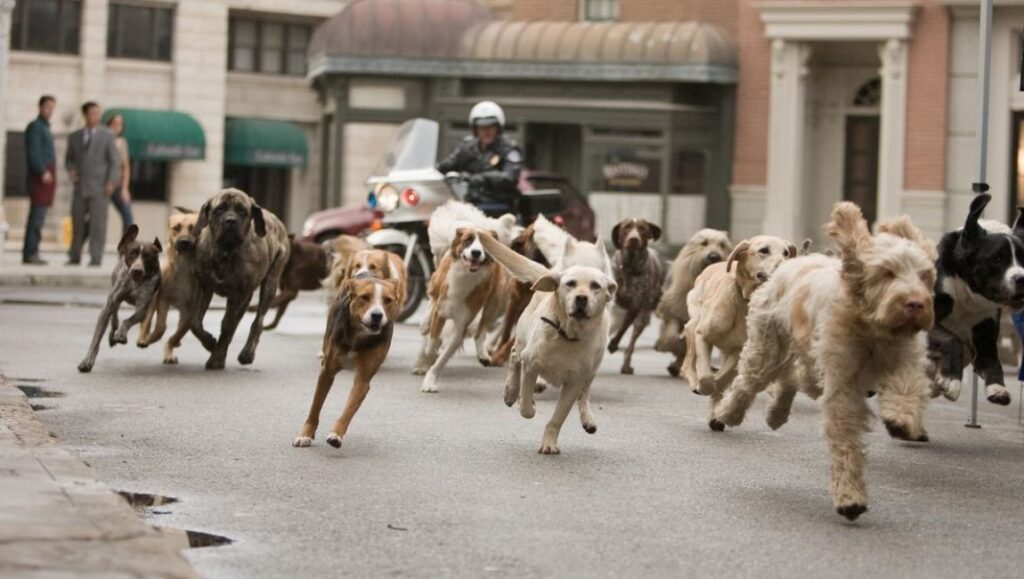 Dogs running in street, followed by police motorcycle. Dog pack, animal rescue, pet adoption.