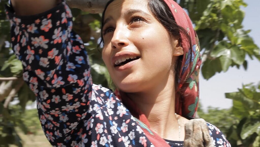 Under the Fig Trees — Erige Sehiri Woman in headscarf picking figs in Under the Fig Trees movie. Erige Sehiri film.