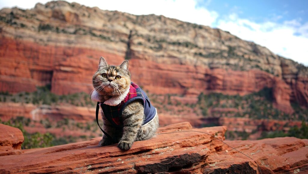 Cat Daddies — Mye Hoang Mye Hoang - Cat Daddies