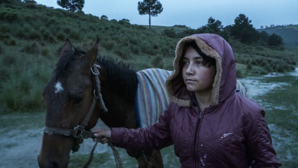 Girl with horse in rural landscape. Brown horse with blanket. Teen in hooded jacket. Nature scene.