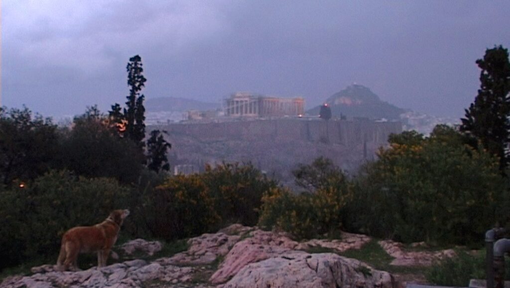 Athens, Greece: Dog gazes at the Acropolis. Scenic view of the ancient landmark with trees and cloudy sky.