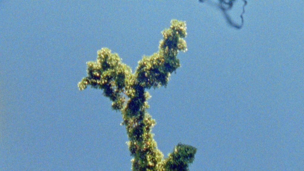 Green plant against a clear blue sky. Nature background. Secret Garden.