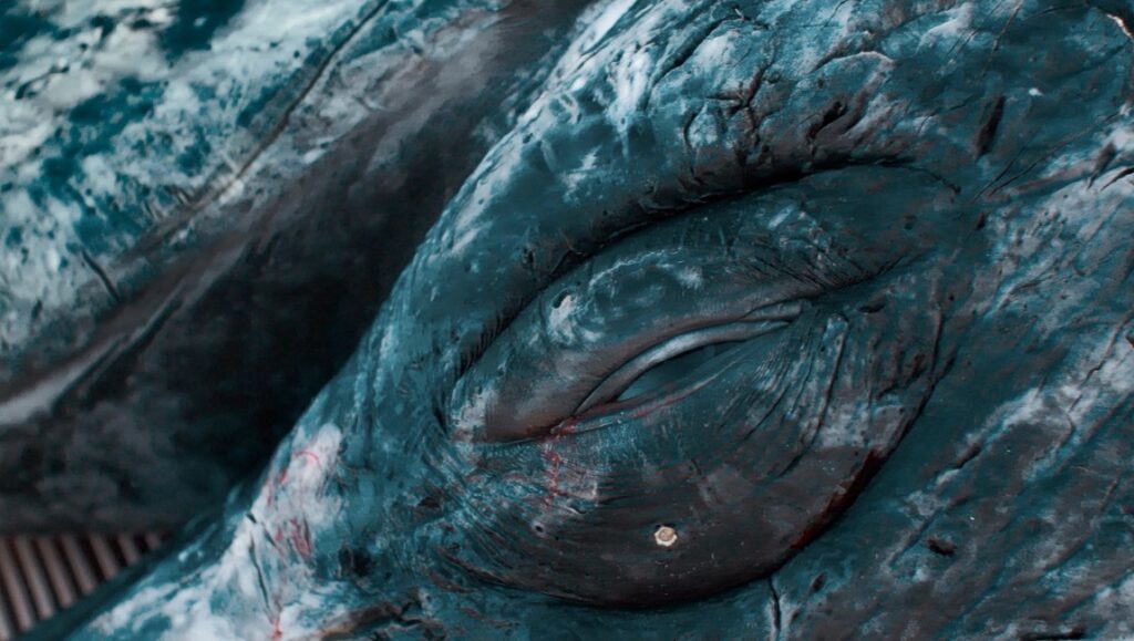 Close-up of a whale's eye. Marine life, ocean animal. Wildlife photography.