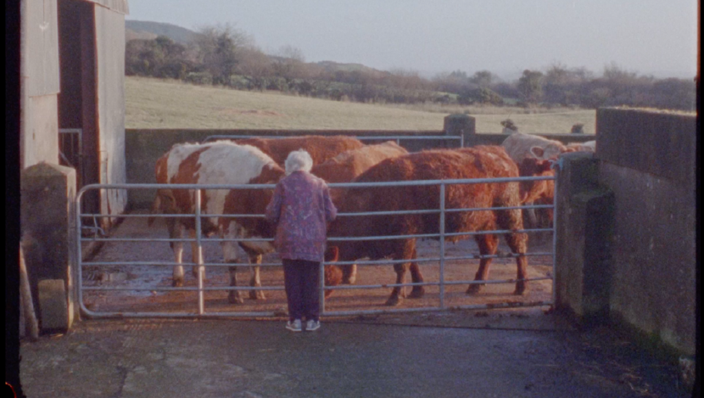 Film still from How I Became a Communist showing a woman looking at cows in a pen.
