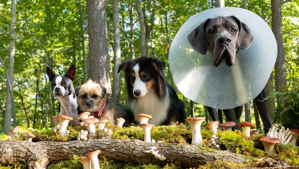Strays movie image: Dogs in forest with mushrooms. Great Dane with cone. Canine comedy adventure film.