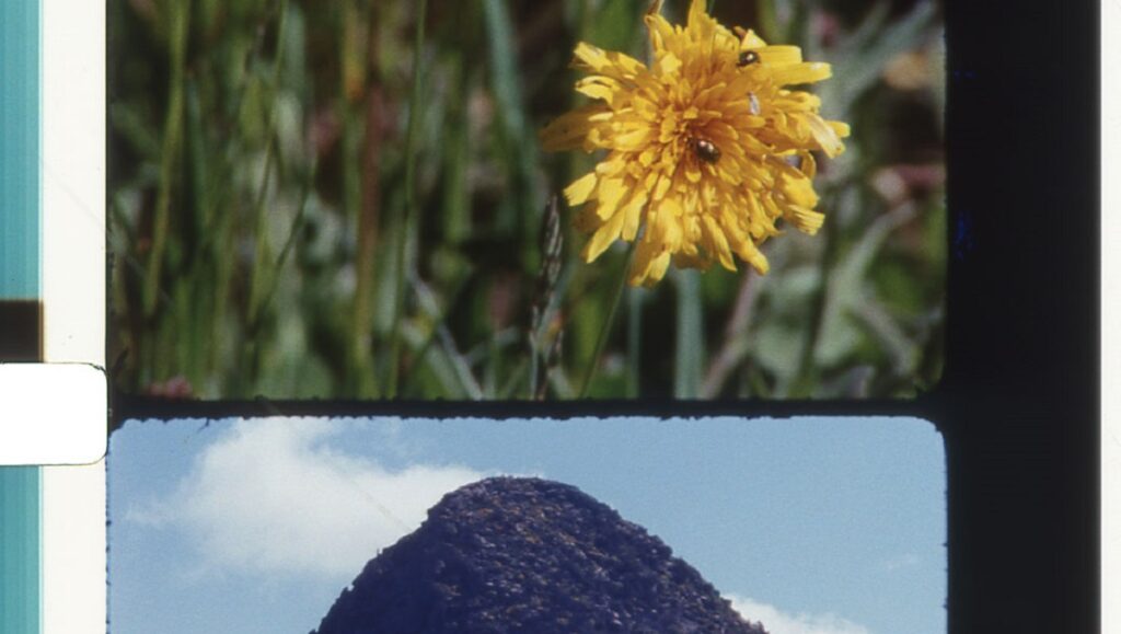 TIFF 2023: Film strip featuring a dandelion with ladybugs and a dark mountain against a blue sky. Bouquets 31-40.