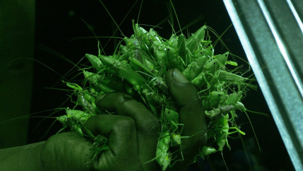 Hand holding a pile of grasshoppers. Grasshopper Republic DOCNYC '23 review.