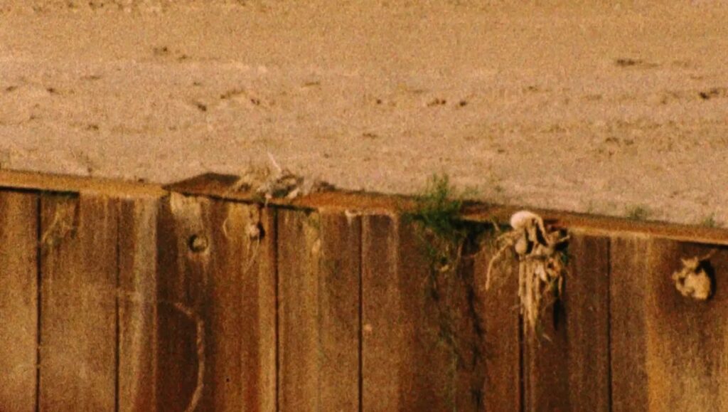 Still from IFFR film Adrift Potentials. Weathered wood wall with debris, suggesting decay and the themes of Head South.
