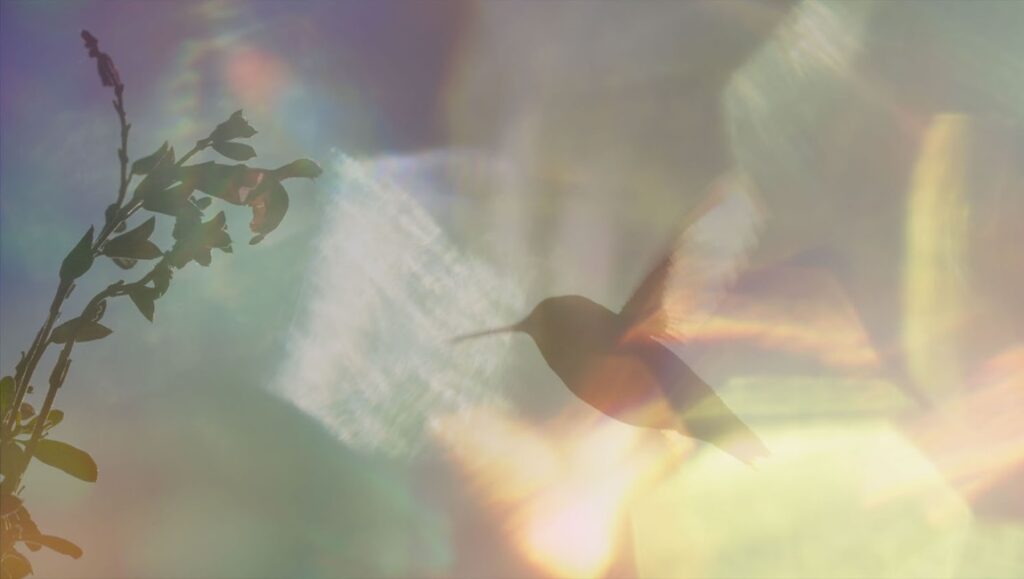 Still from Every Little Thing (Sally Aitken). Features a hummingbird in flight near a flowering plant.