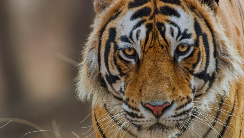 Close-up of a tiger's face. The big cat has orange fur with black stripes. Its eyes are yellow.