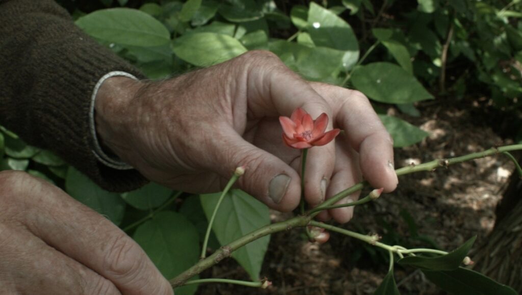 Hand holding a Jatropha flower. Red blossom, nature photography.