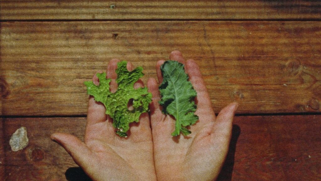 Hands hold two green leaves on wood. FIDMarseille '24 review image. Constanze Ruhm film still.