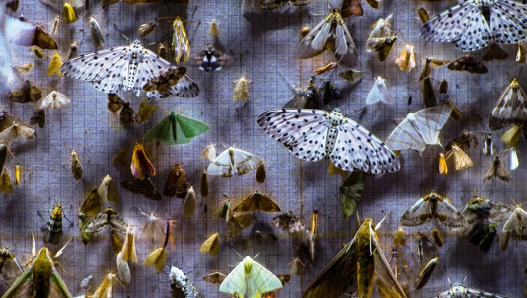 Still from Nocturnes film review: A collection of moths pinned to a board, various sizes, colors, and patterns.