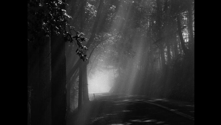 Black and white image of a road in the periphery of a forest, light rays shining through the trees. Desert of Namibia project.