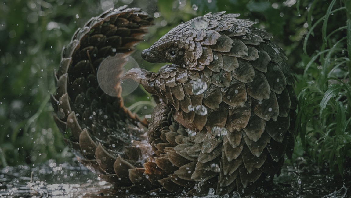 Pangolin: Kulu's Journey