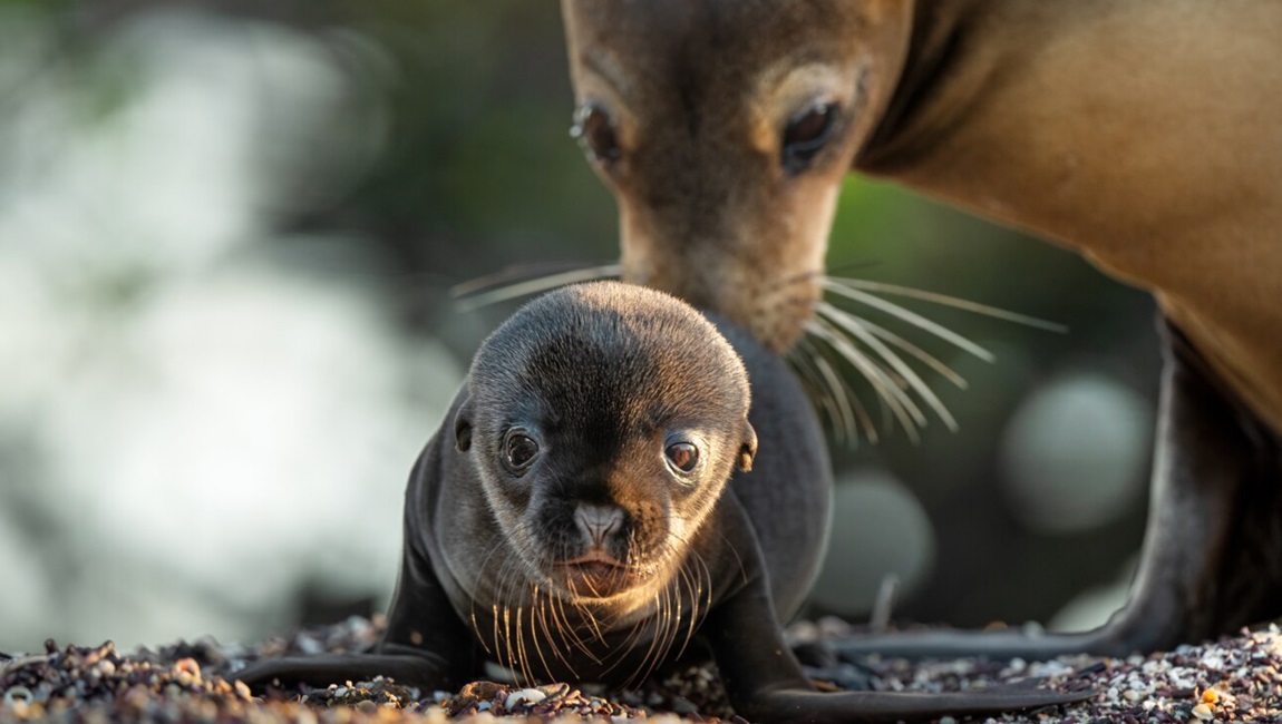 Sea Lions of the Galapagos