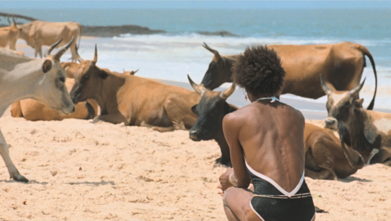 Woman with Ankole-Watusi cattle on a sandy beach by the ocean. Coastal African scene.