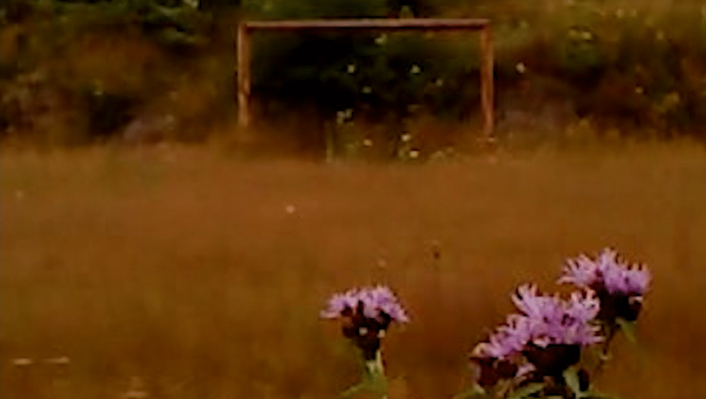 Purple flowers in a field with a goal post in the background. Nature scene.