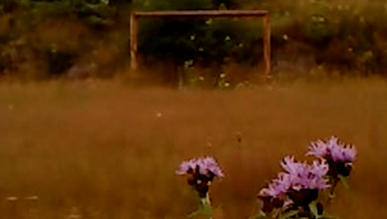 Purple flowers in a field with a goal post in the background. Nature scene.